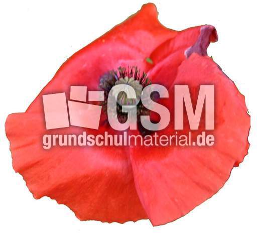 Klatschmohn-2.jpg